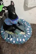 neguinho