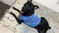 neguinho