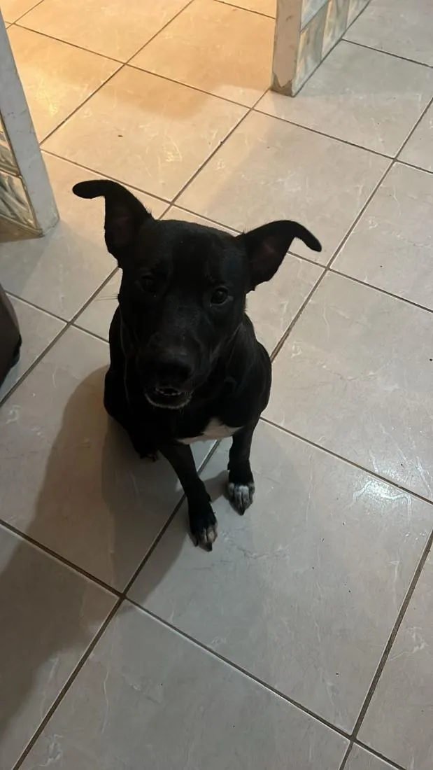 Cachorro raça SRD-ViraLata idade 1 ano nome neguinho