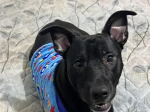 Cachorro raça SRD-ViraLata idade 1 ano nome neguinho