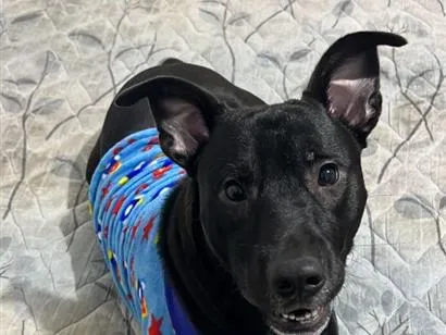 Cachorro raça SRD-ViraLata idade 1 ano nome neguinho