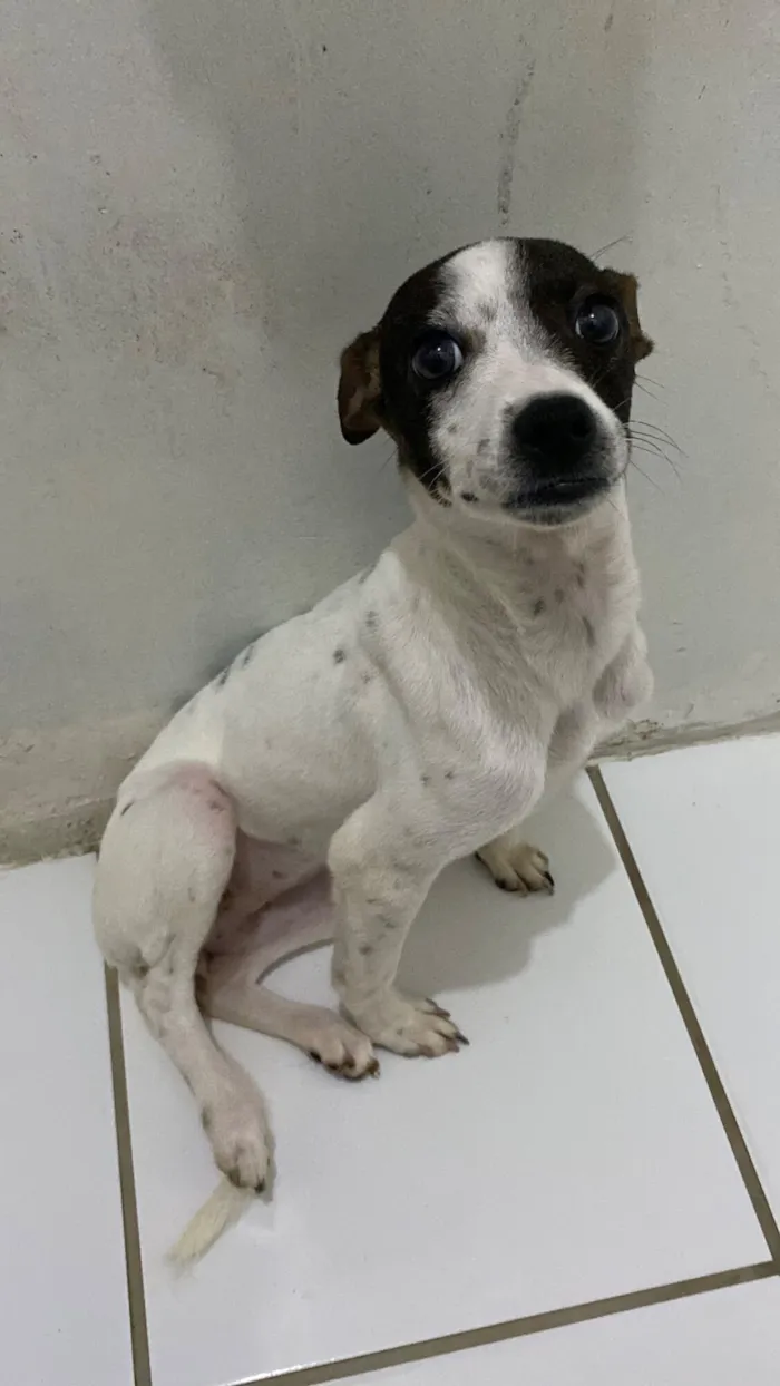 Cachorro raça SRD-ViraLata idade 2 a 6 meses nome Pity
