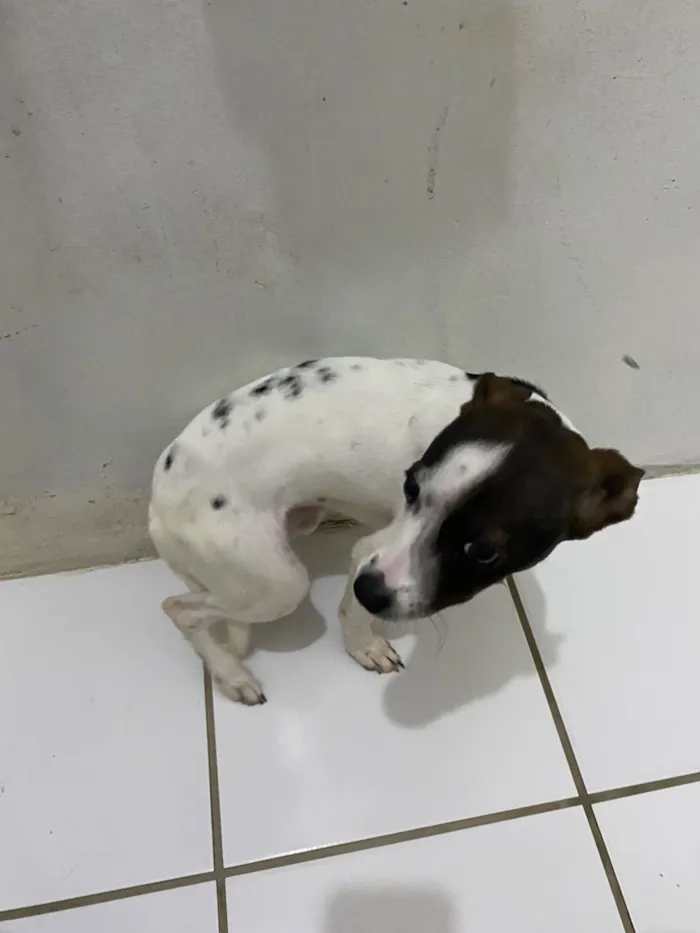Cachorro raça SRD-ViraLata idade 2 a 6 meses nome Pity