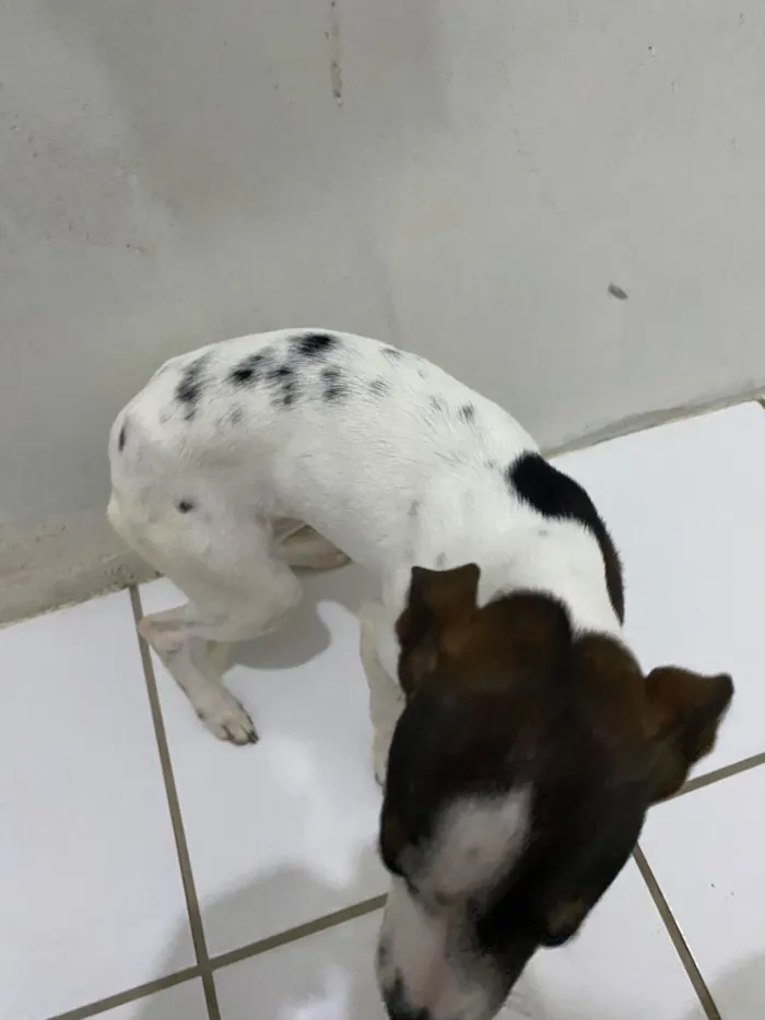 Cachorro raça SRD-ViraLata idade 2 a 6 meses nome Pity