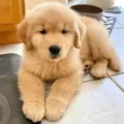 Golden Filhote