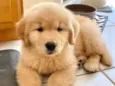 Golden Filhote