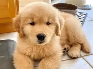 Cachorro raça Labrador idade 2 a 6 meses nome Golden Filhote