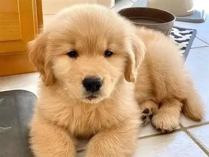 Cachorro raça Labrador idade 2 a 6 meses nome Golden Filhote
