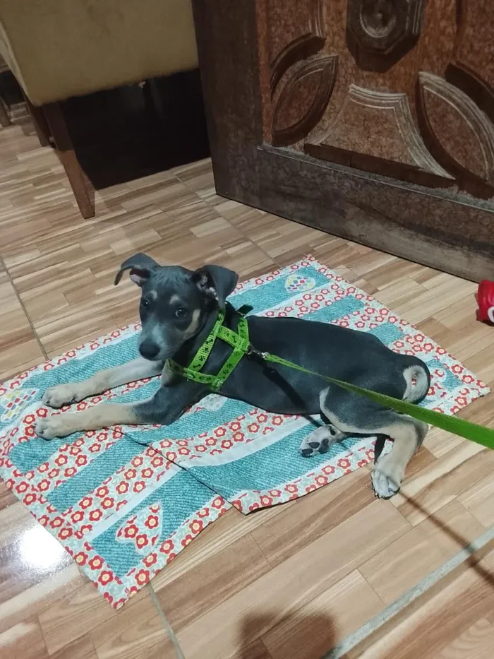Cachorro raça SRD-ViraLata idade 2 a 6 meses nome Luke
