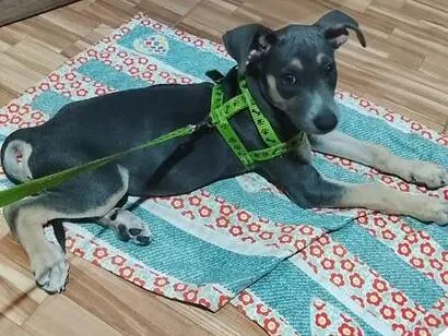 Cachorro raça SRD-ViraLata idade 2 a 6 meses nome Luke