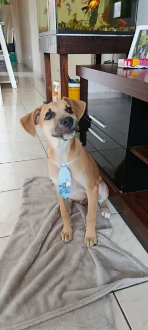 Cachorro raça SRD-ViraLata idade 2 a 6 meses nome Brian