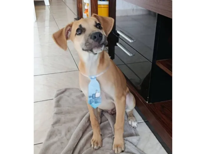 Cachorro raça SRD-ViraLata idade 2 a 6 meses nome Brian
