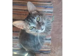 Gato raça SRD-ViraLata idade 1 ano nome Gatos macho e fêmeas