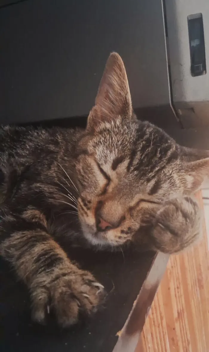 Gato raça SRD-ViraLata idade 1 ano nome Gatos macho e fêmeas