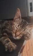 Gatos macho e fêmeas