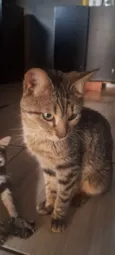 Gatos macho e fêmeas