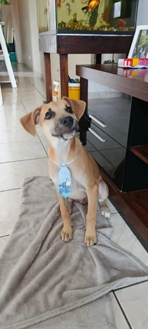 Cachorro raça SRD-ViraLata idade 2 a 6 meses nome Brian