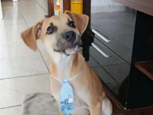 Cachorro raça SRD-ViraLata idade 2 a 6 meses nome Brian