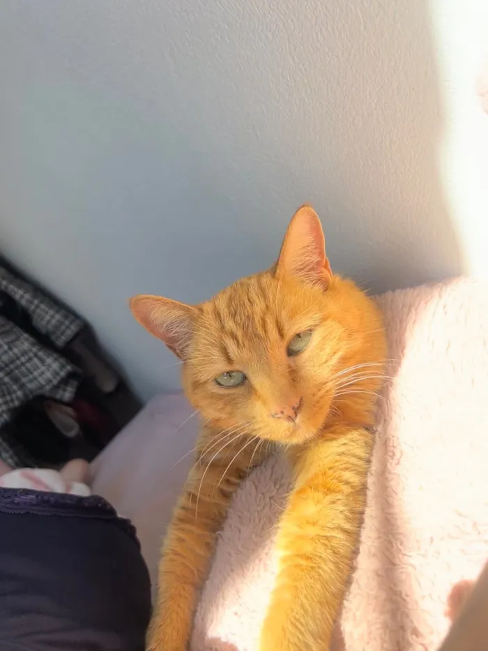 Gato raça SRD-ViraLata idade 2 anos nome Peter