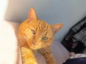 Gato raça SRD-ViraLata idade 2 anos nome Peter