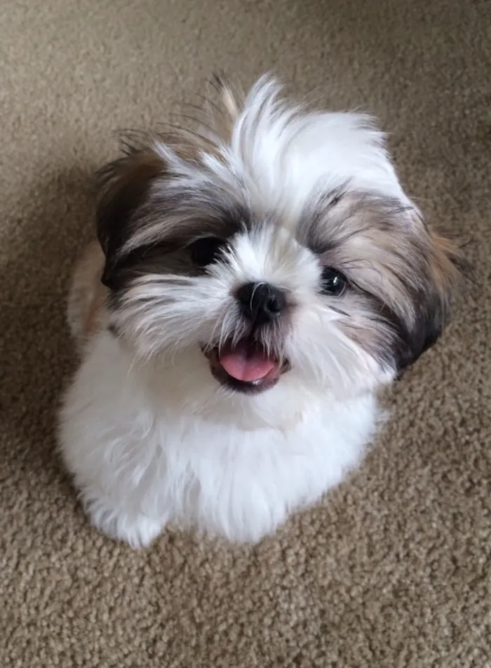 Cachorro raça SRD-ViraLata idade 2 a 6 meses nome Tina