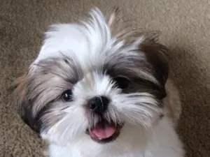 Cachorro raça SRD-ViraLata idade 2 a 6 meses nome Tina
