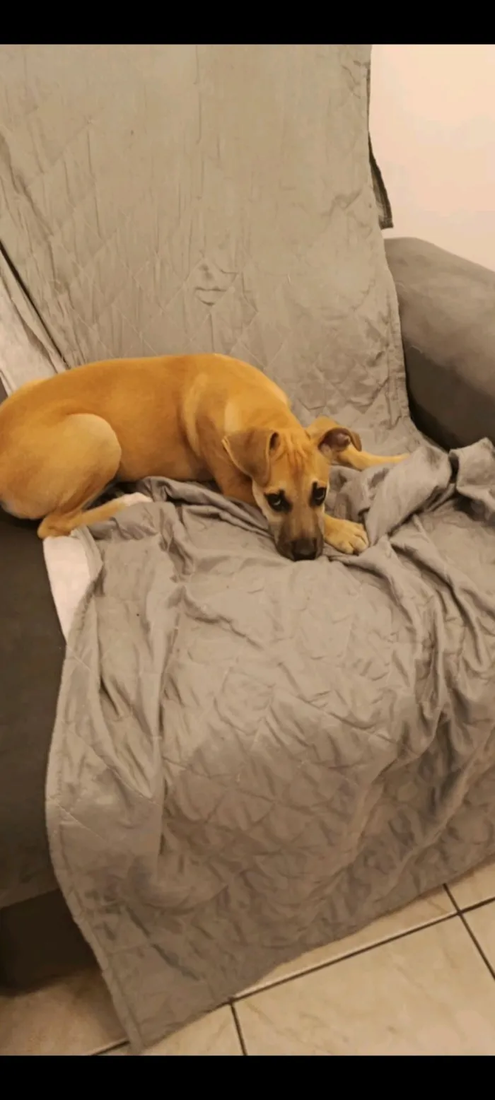 Cachorro raça SRD-ViraLata idade 2 a 6 meses nome Brian