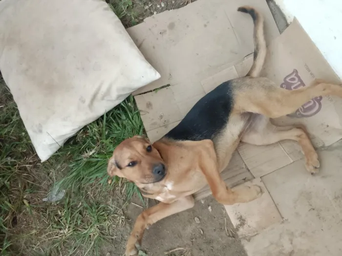 Cachorro raça SRD-ViraLata idade Abaixo de 2 meses nome belllinha