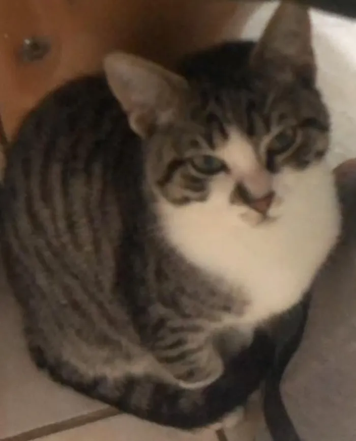 Gato raça SRD-ViraLata idade 7 a 11 meses nome Tom