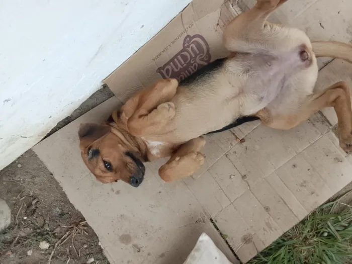 Cachorro raça SRD-ViraLata idade Abaixo de 2 meses nome belllinha