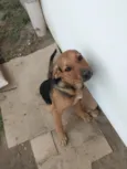 belllinha