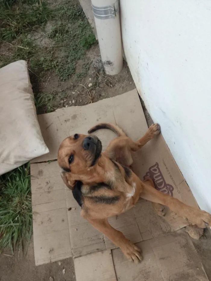 Cachorro raça SRD-ViraLata idade Abaixo de 2 meses nome belllinha