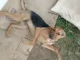 belllinha