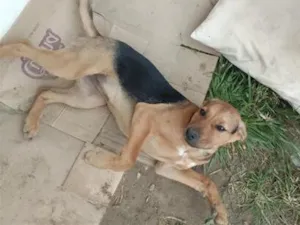Cachorro raça SRD-ViraLata idade Abaixo de 2 meses nome belllinha
