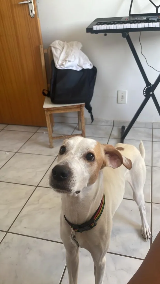 Cachorro raça SRD-ViraLata idade 2 anos nome Bento