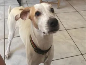 Cachorro raça SRD-ViraLata idade 2 anos nome Bento
