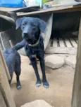 Loki