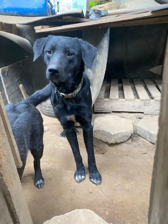 Cachorro raça Labrador idade 4 anos nome Loki