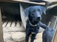Loki