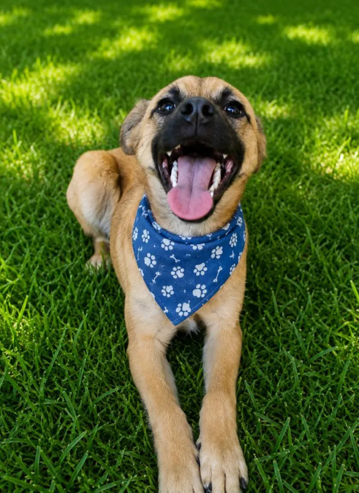 Cachorro raça SRD-ViraLata idade 7 a 11 meses nome Isak