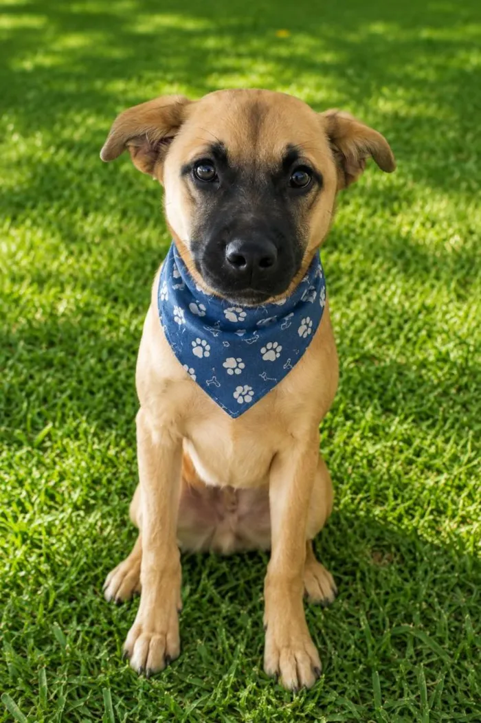 Cachorro raça SRD-ViraLata idade 7 a 11 meses nome Isak