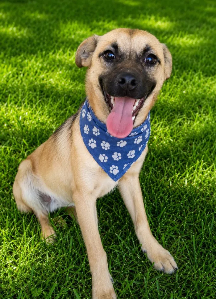 Cachorro raça SRD-ViraLata idade 7 a 11 meses nome Isak