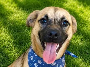 Cachorro raça SRD-ViraLata idade 7 a 11 meses nome Isak