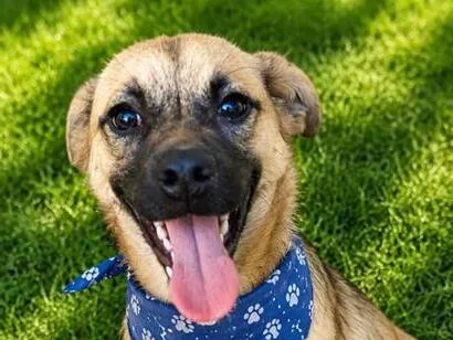 Cachorro raça SRD-ViraLata idade 7 a 11 meses nome Isak