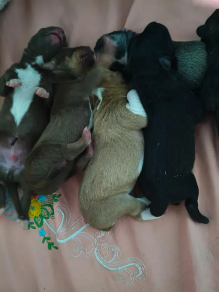 Cachorro raça SRD-ViraLata idade Abaixo de 2 meses nome Xaropes