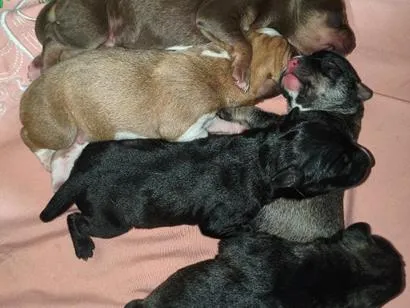 Cachorro raça SRD-ViraLata idade Abaixo de 2 meses nome Xaropes