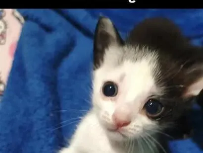Gato raça SRD-ViraLata idade Abaixo de 2 meses nome filhotes