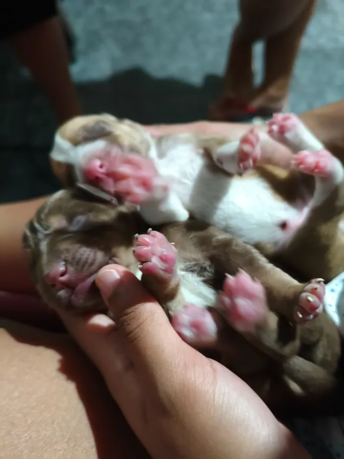 Cachorro raça SRD-ViraLata idade Abaixo de 2 meses nome Xaropes
