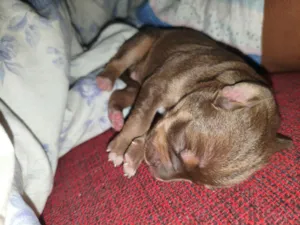 Cachorro raça SRD-ViraLata idade Abaixo de 2 meses nome Xaropes
