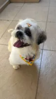 Teddy 